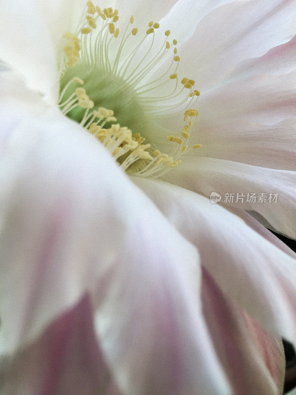 美丽的开花Echinopsis Spachiana Kaktus的特写